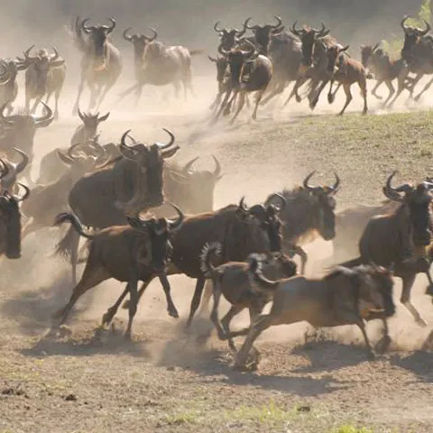 Animalele de pe întreg Pământul nu mai migrează