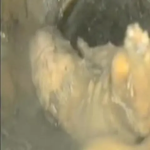 REALITATEA pe NET: Un pui de cocker a supravieţuit după ce un copil l-a aruncat la toaletă