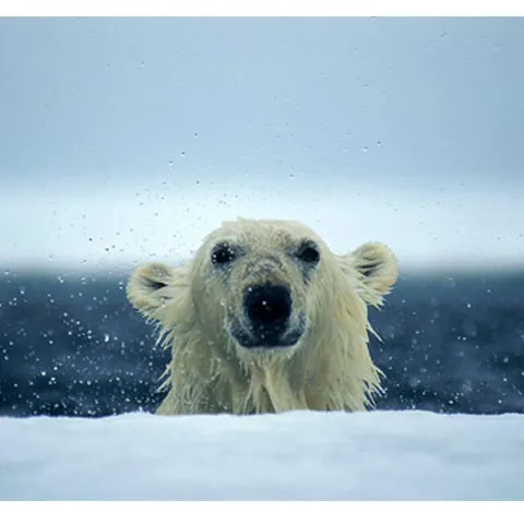 Rusia creează un nou parc arctic pentru protejarea habitatului urşilor polari