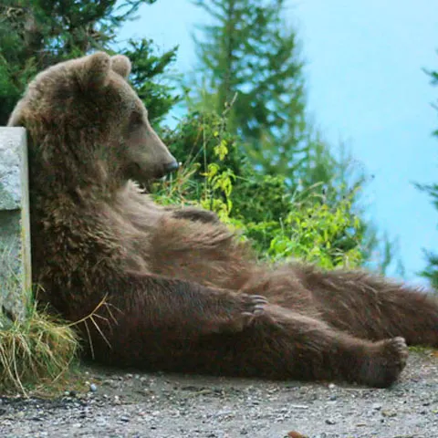 Alţi trei urşi au fost capturaţi şi mutaţi din Sinaia