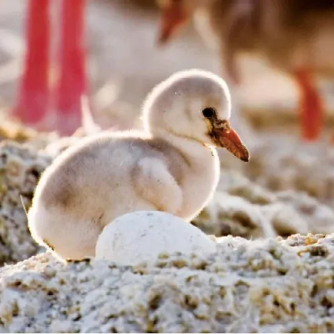 Doi pui de flamingo sunt speriaţi de... roz