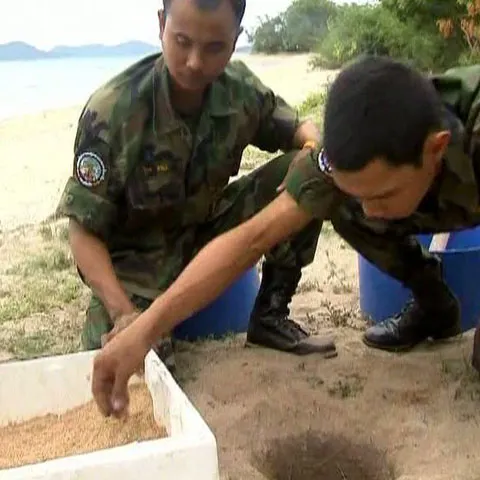 Marina regală thailandeză salvează ţestoasele
