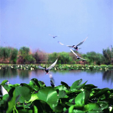 Rezervaţia Biosfera Delta Dunării a blocat o investiţie a Ministerului Turismului pe plaja Sulina