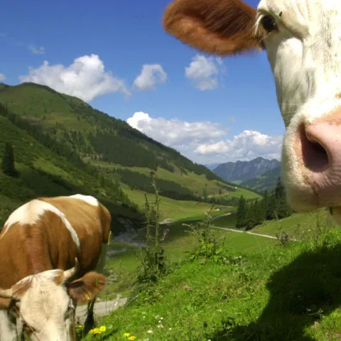 Un elveţian oferă spre închiriere vaci, oamenilor de afaceri care vor să vadă ce înseamnă să fii fermier