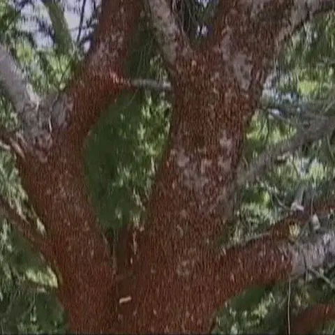 O localitate montană din Colorado a fost invadată de gărgăriţe