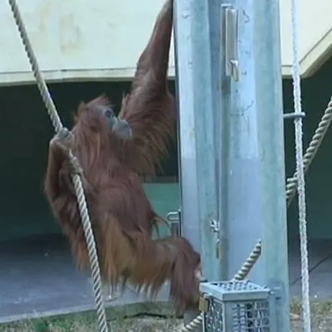 Un urangutan a încercat să evadeze din grădina zoologică - VEZI VIDEO 