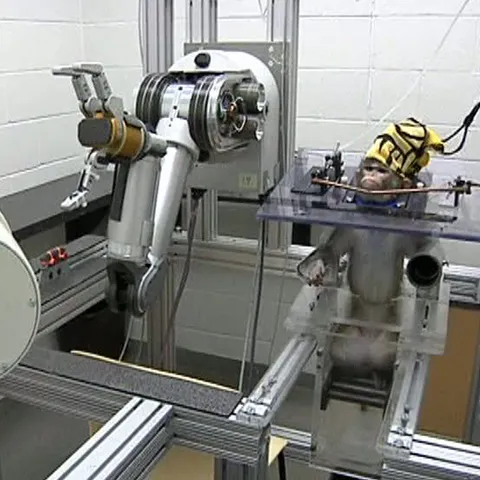 O maimuţă poate mişca un braţ robotic doar cu puterea gândului