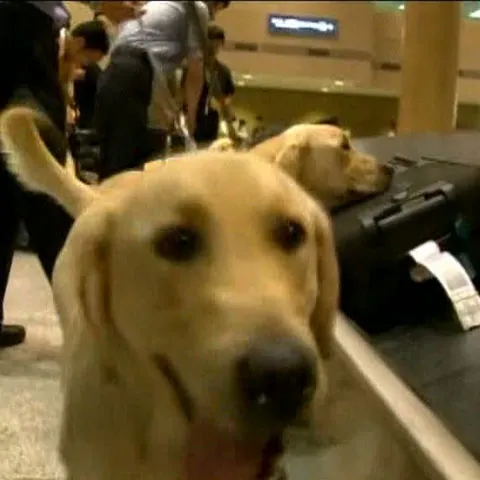 Şase câini clonaţi caută droguri pe un aeroport din Coreea de Sud