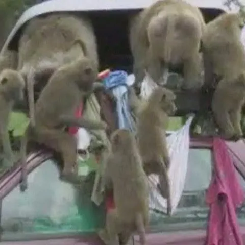 Babuinii pot fi periculoşi - VEZI IMAGINI CU ANIMALELE DESCURCĂREŢE