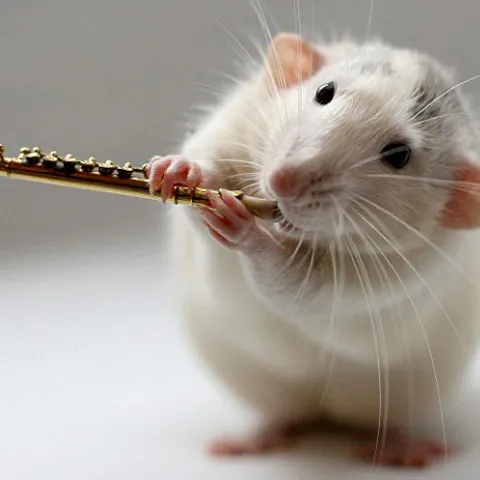 Doi hamsteri cântă la mai multe instrumente muzicale