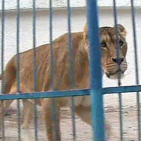 Un tânăr a fost muşcat de leu, la Grădina Zoologică din Braşov