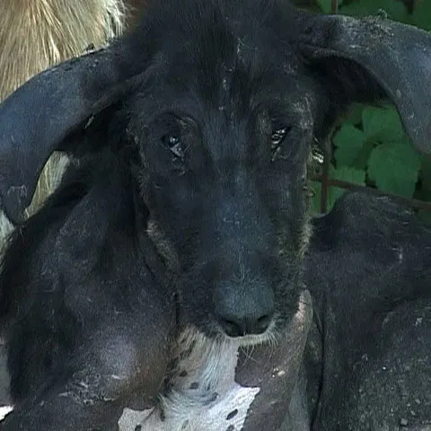 Cazul câinilor lăsaţi să moară de foame în comuna Băneasa a atras atenţia autorităţilor