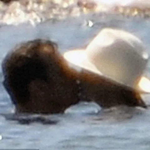 Nicolas Sarkozy şi Carla Bruni se sărută cu pasiune în Marea Mediterană - VEZI FOTO