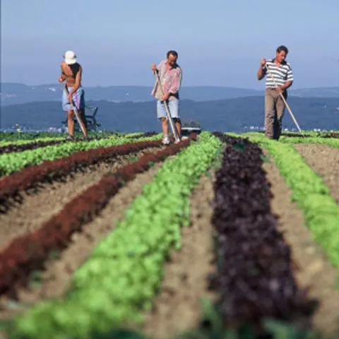 Suprafaţa cultivată ecologic în anul agricol 2008 a crescut cu 16,4%, faţă de 2007