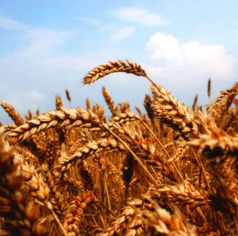 Marii producători agricoli estimează că seceta şi ploile au redus cu până la 45% producţia de grâu