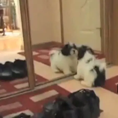 Clipul Zilei: Câine VS Oglindă