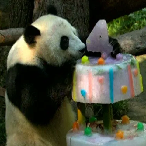 Doi urşi panda şi-au serbat ziua de naştere la grădina zoologică