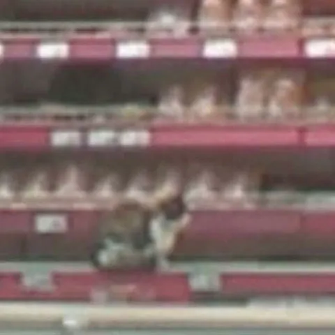 Pisicile mănâncă nestingherite din galantarele unui supermarket din Capitală