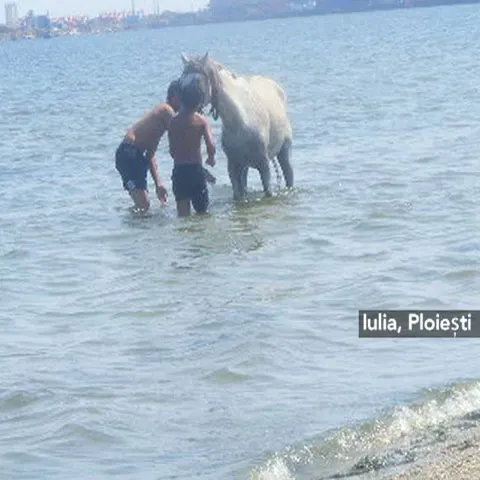 Calul, ultimul accesoriu pe plajă