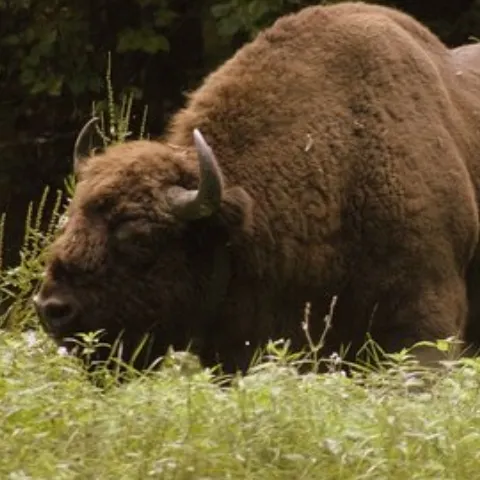 Zimbrul, ameninţat în continuare cu extincţia