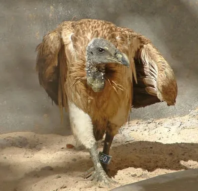 Vulturul indian, mai rar decât tigrul, se înmulţeşte cu succes în captivitate