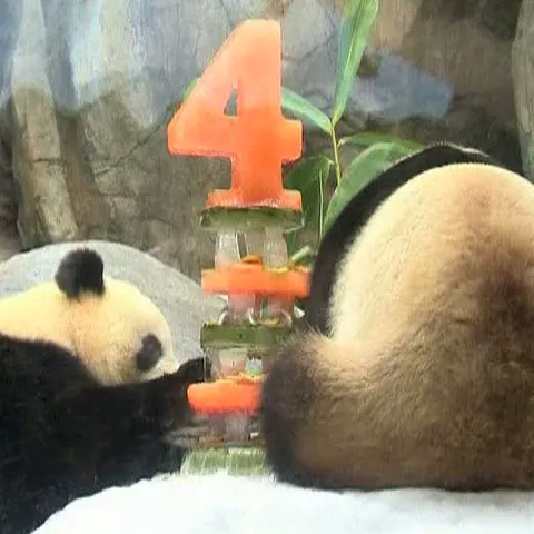 La Hong Kong s-a sărbătorit ziua de naştere a doi urşi panda