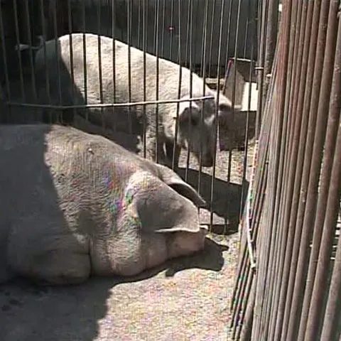 Ţăranii dintr-o comună clujeană dau laptele la porci pentru că nu au cui să îl vândă