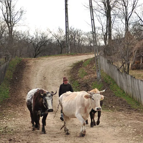 Nouă persoane acuzate de furt de animale au fost reţinute în urma unor descinderii ale DIICOT în judeţele Iaşi şi Vaslui
