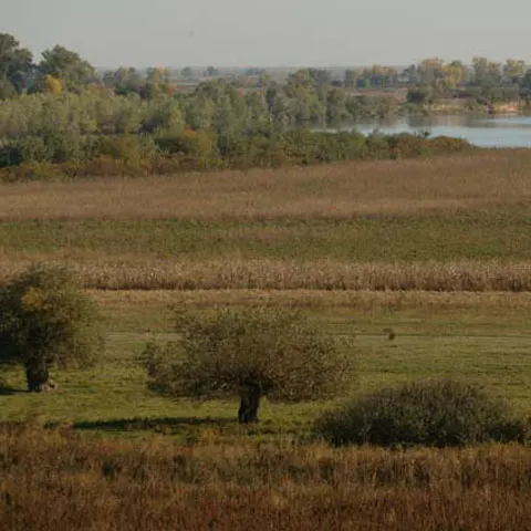 În Parcul Natural Lunca Mureşului s-a înfiinţat o fermă de furnici pentru atragerea turiştilor