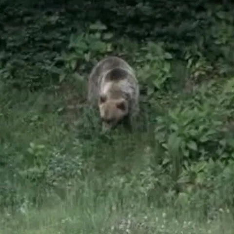 Doi francezi, soţ şi soţie, au fost atacaţi de o ursoaică cu doi pui