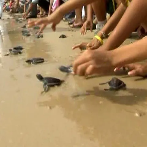 Peste 700 de pui de broască ţestoasă au fost eliberaţi în mare