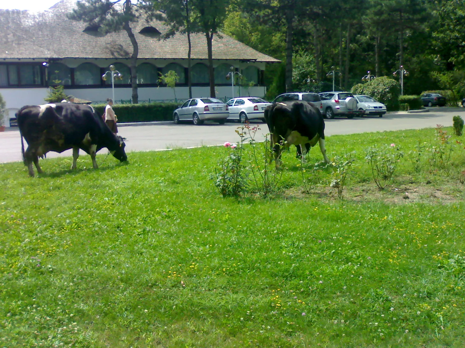 Vaci la păscut în faţa unui restaurant din Băneasa
