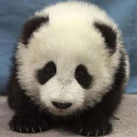 Populaţia de panda va dispărea în două sau trei generaţii