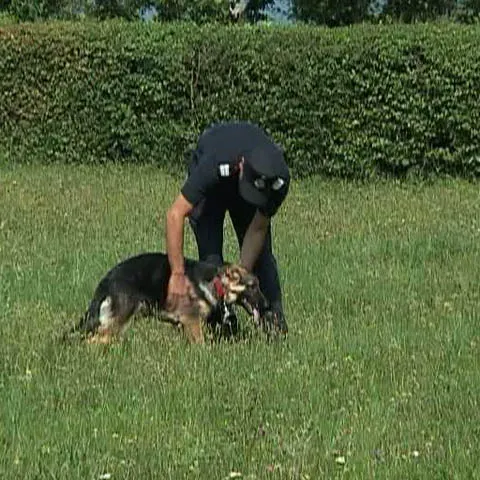 Zece câini au devenit membri ai Inspectoratelor pentru Situaţii de Urgenţă