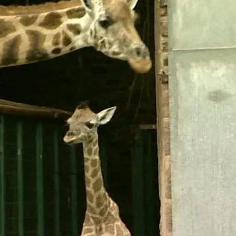 Un pui de girafă, cel mai nou locatar al grădinii zoo din Chester