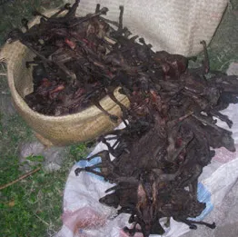 Lemurii din Madagascar sunt măcelăriţi şi afumaţi - ATENŢIE, IMAGINI ŞOCANTE