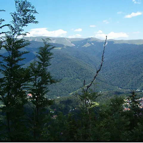 Doi turişti şi-au petrecut noaptea în copac, lângă Gura Humorului