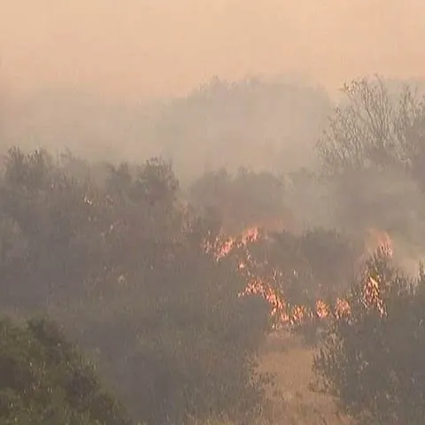 Un incendiu de proporţii a izbucnit la o pădure din judeţul Vaslui