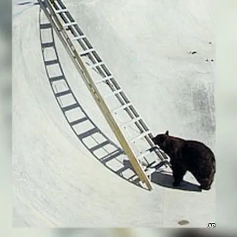 Cum scoţi un urs uriaş dintr-o groapă betonată, destinată amatorilor de skateboarding?