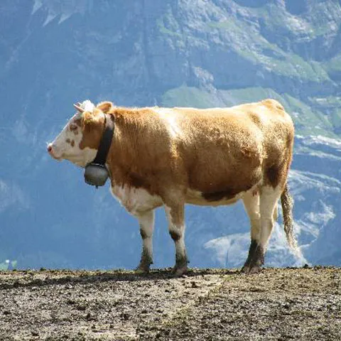 Vacile din Elveţia au început să se sinucidă