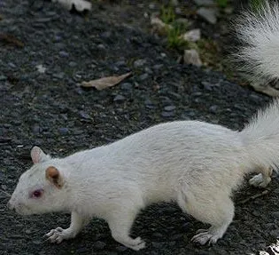O veveriţă albinoasă, zărită într-un parc din Africa de Sud