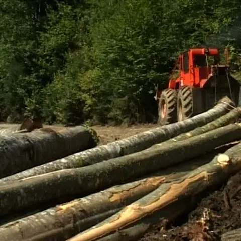 Defrişările au scăpat de sub control în nordul judeţului Harghita