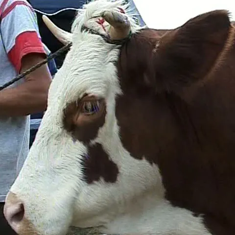 Florica a câştigat titlul de cea mai frumoasă văcuţă a târgului de la Vidra