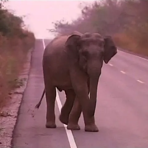 În Coreea de Sud, un elefant e anchetat pentru că a aruncat cu o piatră într-o femeie