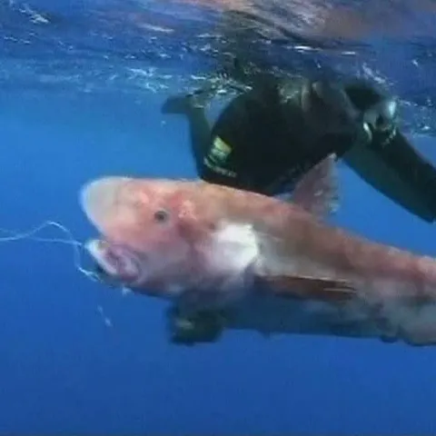 Cercetătorii din Brazilia cred că au descoperit o nouă specie de peşte
