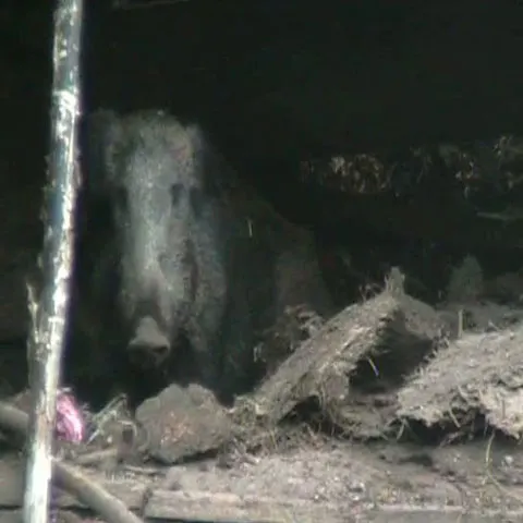 Un mistreţ a adus panică la Cârjiţii de Hunedoara