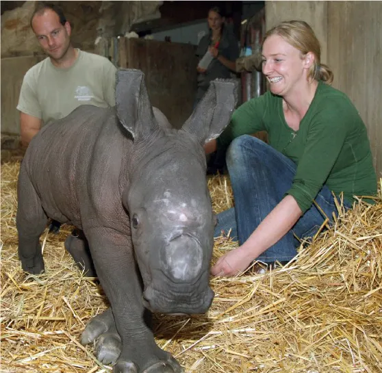 Un pui de rinocer, crescut de îngrijitorii de la zoo Munster