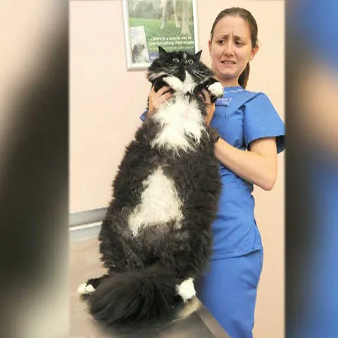 Socrates, un motan din Marea Britanie, cântăreşte zece kilograme