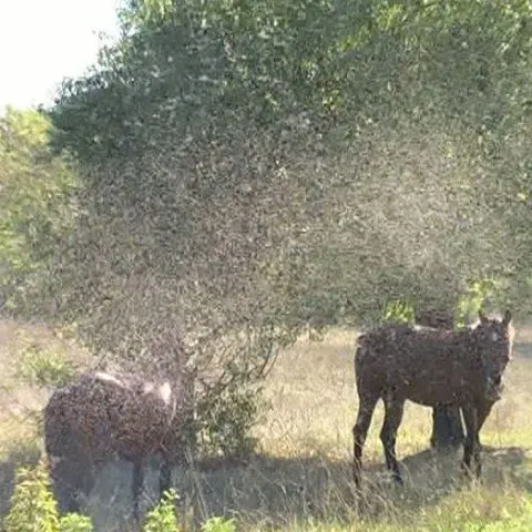 Invazie de furnici în judeţul Mehedinţi