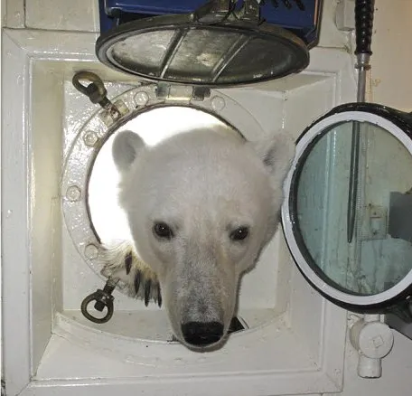 Un urs polar a băgat capul pe geam, poftind la o supă caldă - VEZI FOTO